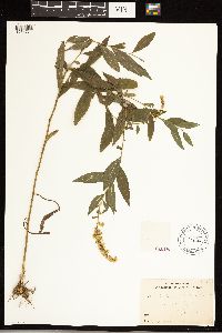 Solidago ulmifolia image