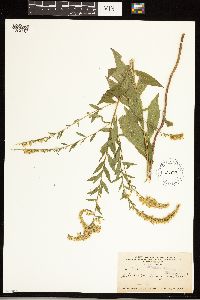 Solidago ulmifolia image