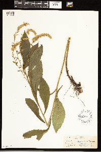 Solidago ulmifolia image