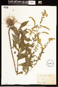 Solidago ulmifolia image