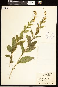 Solidago ulmifolia image