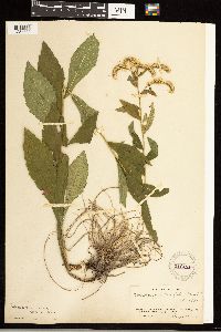 Solidago ulmifolia image