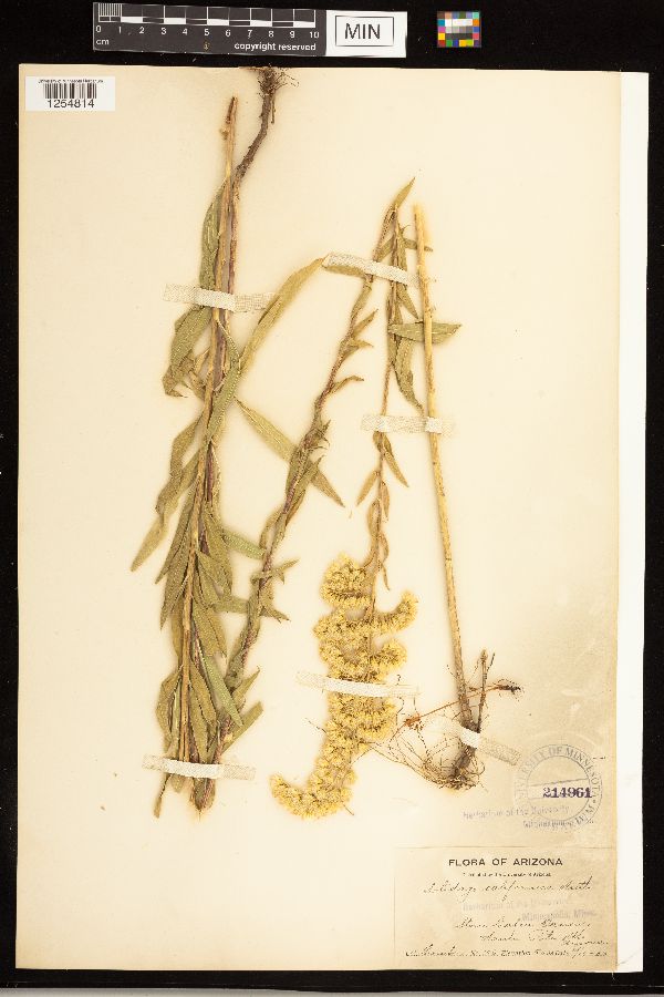 Solidago velutina subsp. californica image