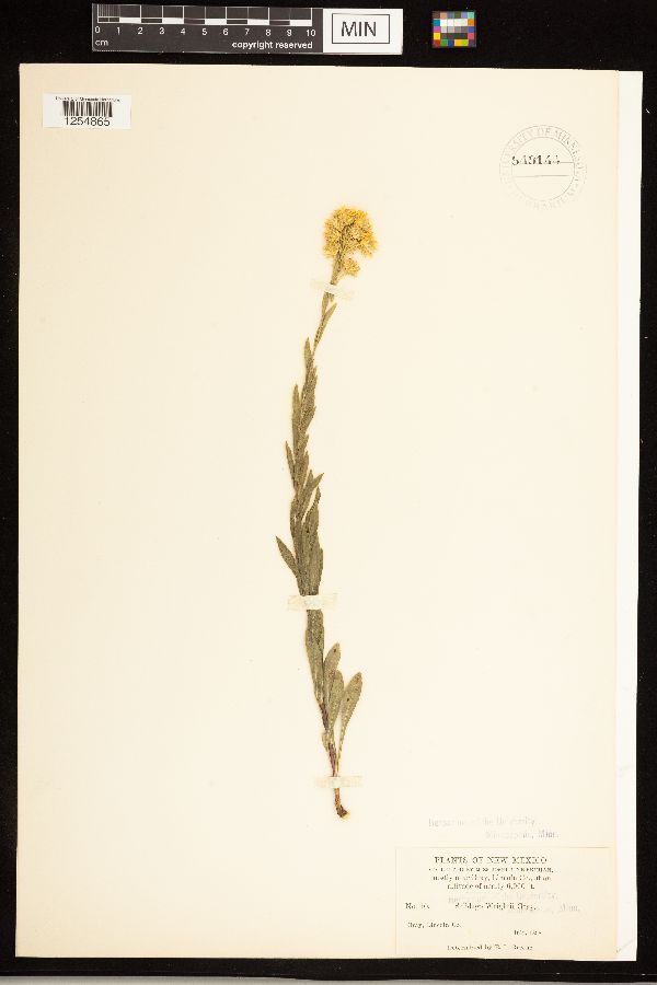 Solidago wrightii image