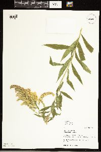 Solidago canadensis image