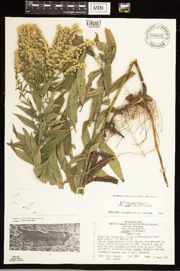 Solidago altissima subsp. altissima image