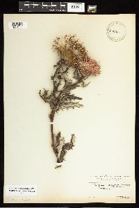 Cirsium altissimum image