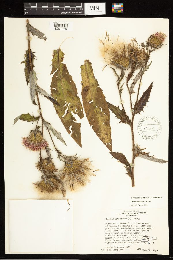Cirsium altissimum x discolor image