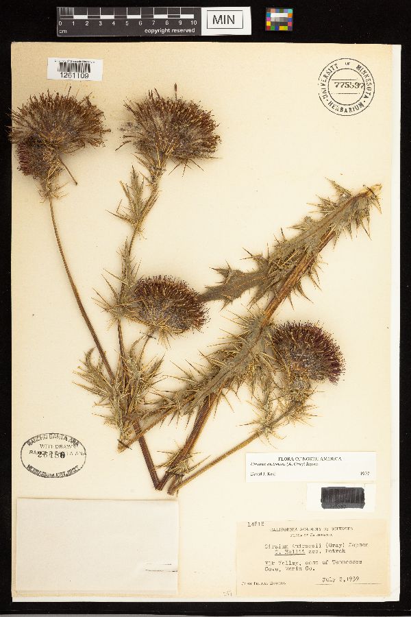 Cirsium andrewsii image