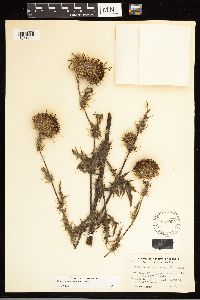 Cirsium andrewsii image