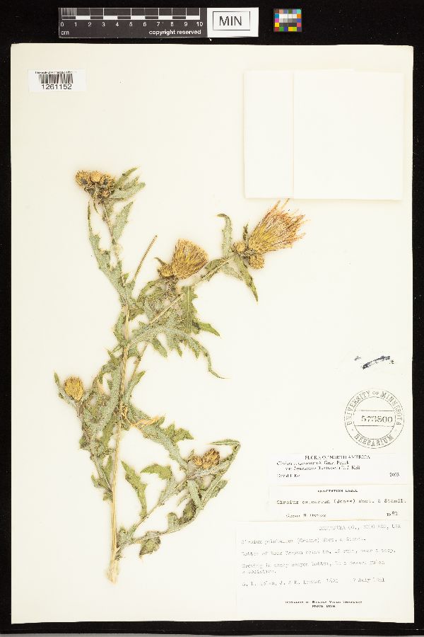 Cirsium arizonicum var. bipinnatum image