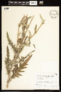 Cirsium brevifolium image