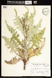 Cirsium brevifolium image