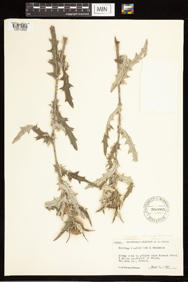 Cirsium brevifolium x neomexicanum image