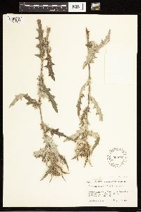 Image of Cirsium brevifolium x neomexicanum