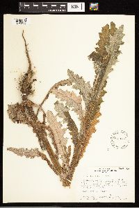 Cirsium brevistylum image
