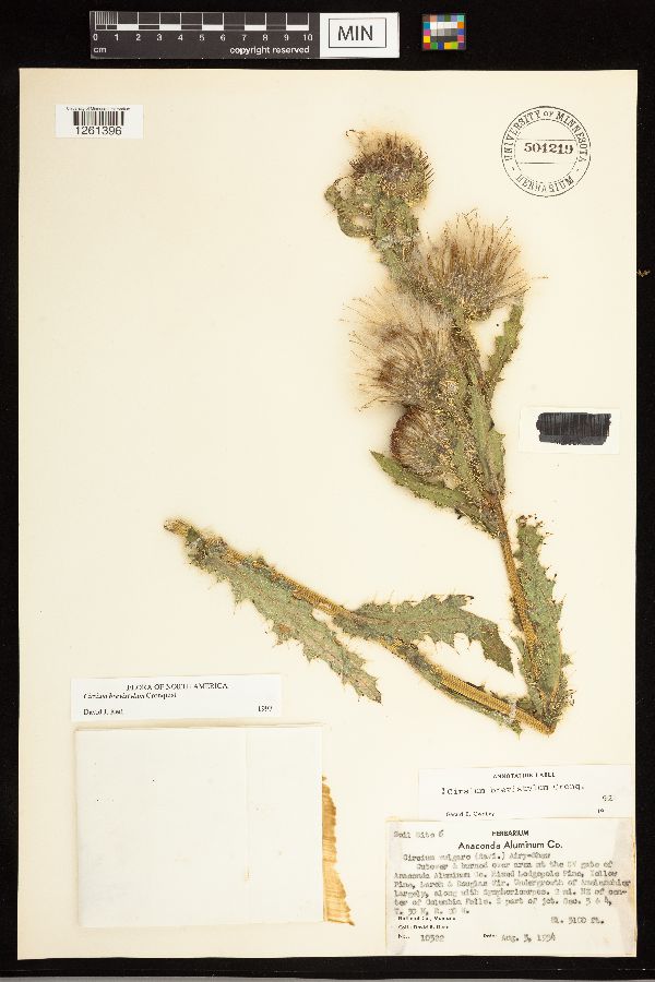 Cirsium brevistylum image