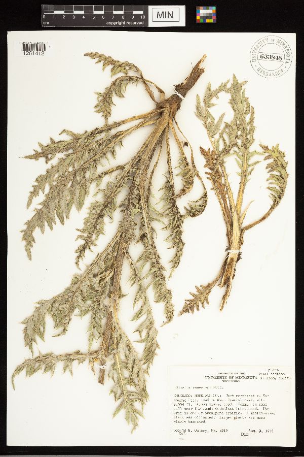 Cirsium canescens image