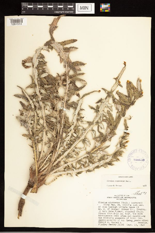 Cirsium canescens image