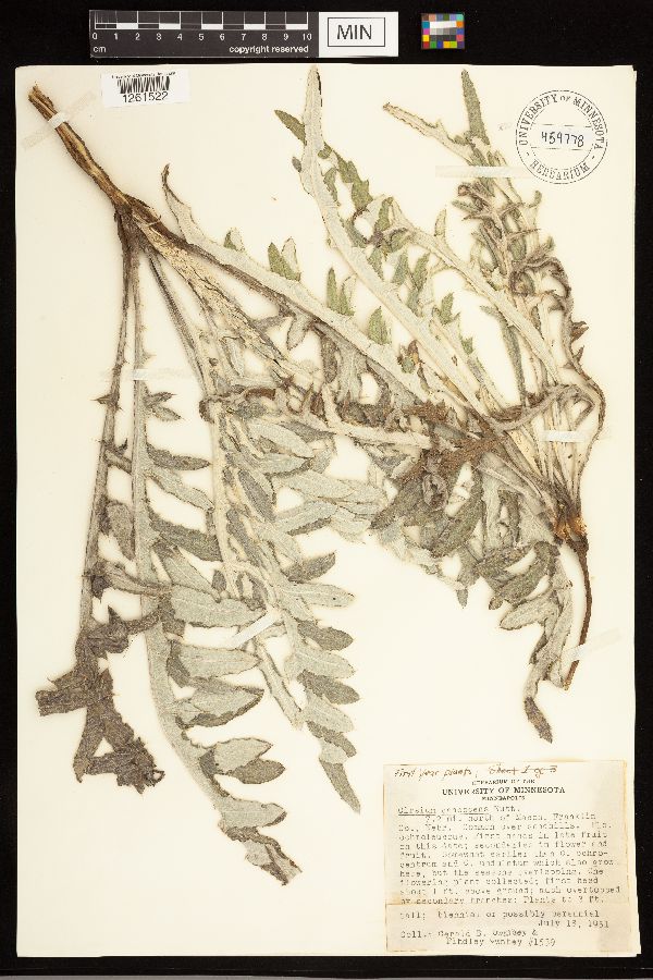 Cirsium canescens image