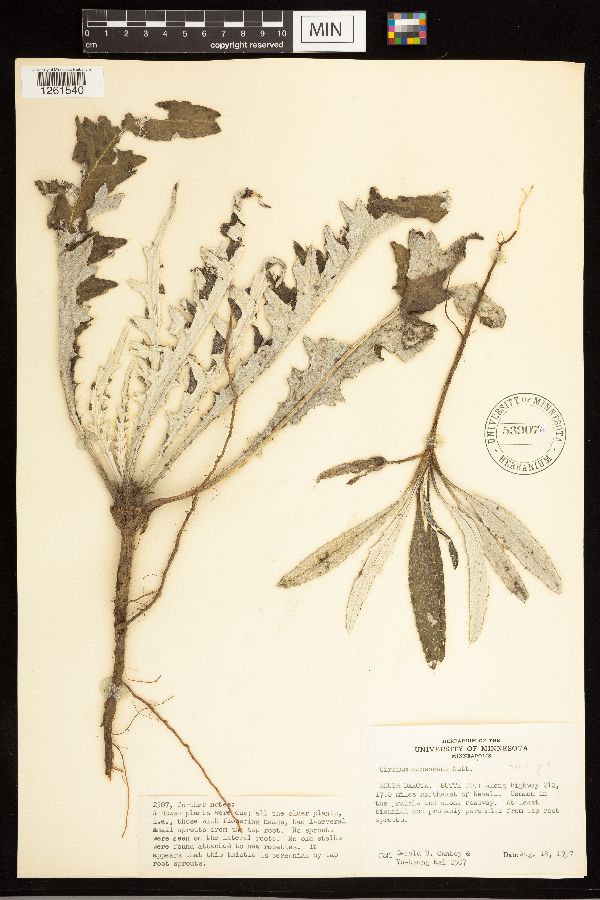 Cirsium canescens image