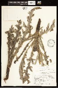 Cirsium canescens x scariosum image