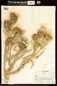 Cirsium canescens x scariosum image