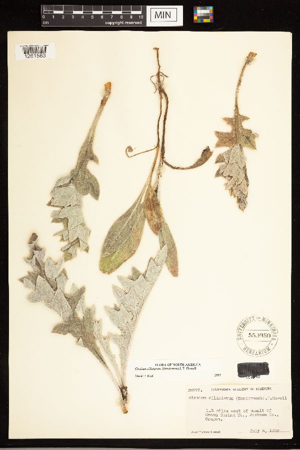 Cirsium ciliolatum image