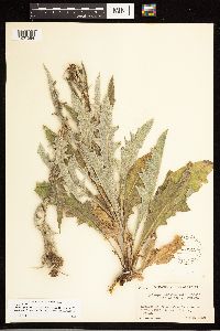 Image of Cirsium ciliolatum x cymosum