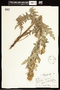 Cirsium clavatum var. americanum image
