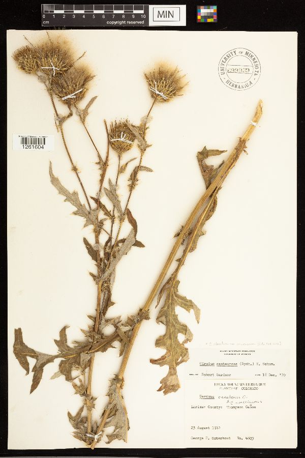 Cirsium clavatum image