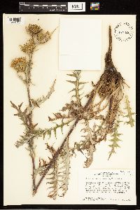 Cirsium clavatum var. americanum image