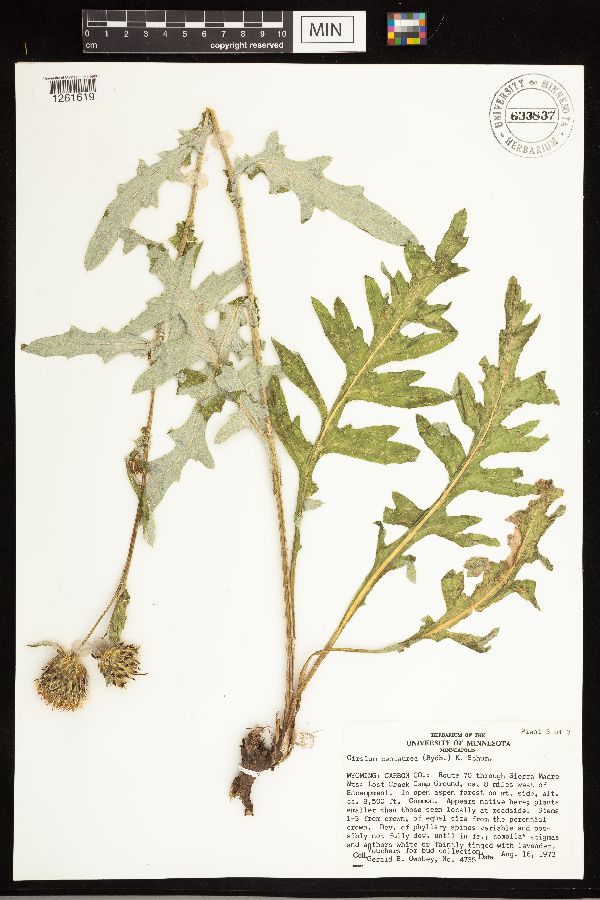 Cirsium clavatum image