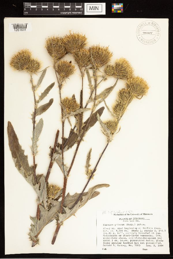 Cirsium clavatum image