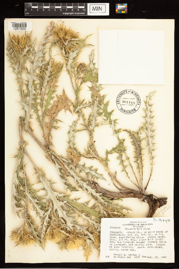 Cirsium clavatum image