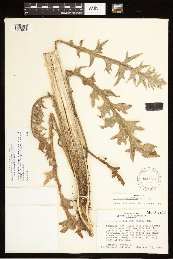 Cirsium clavatum image