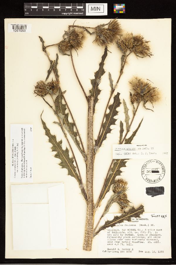 Cirsium clavatum image