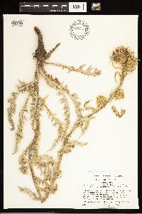 Image of Cirsium clavatum x pulcherrimum
