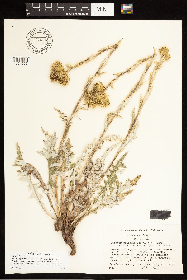 Cirsium clavatum x pulcherrimum image