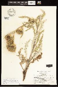 Cirsium clavatum x pulcherrimum image