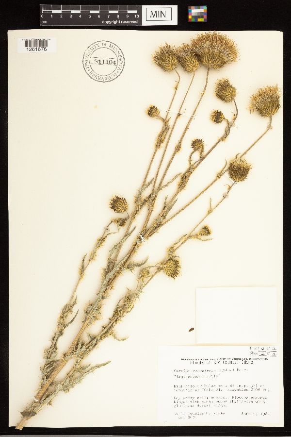 Cirsium cymosum image