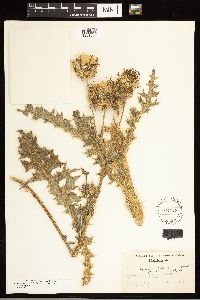 Cirsium cymosum var. cymosum image