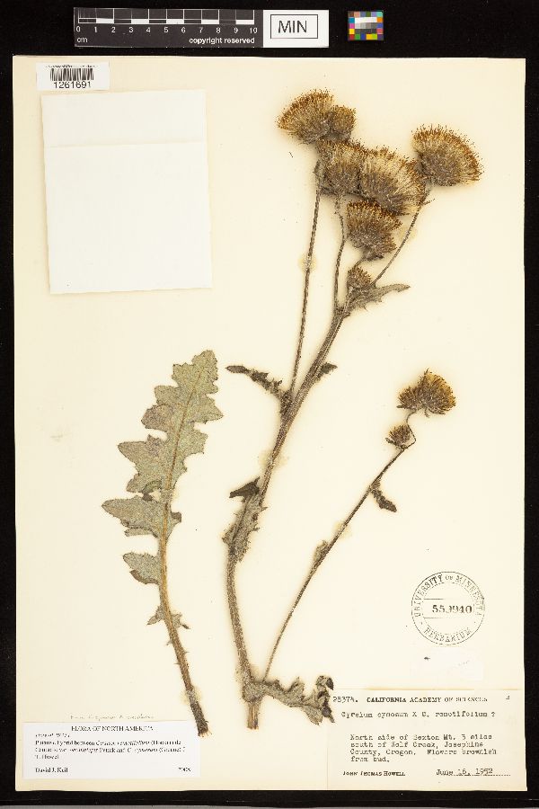 Cirsium cymosum x remotifolium image