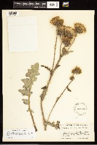 Image of Cirsium cymosum x remotifolium