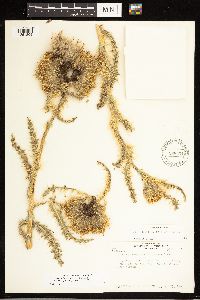 Cirsium eatonii var. eriocephalum image