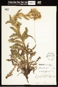 Cirsium eatonii var. murdockii image