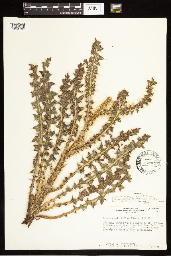 Cirsium murdockii image
