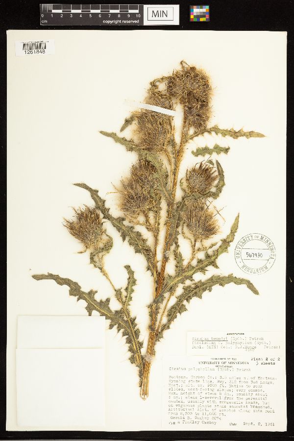 Cirsium eatonii var. murdockii image