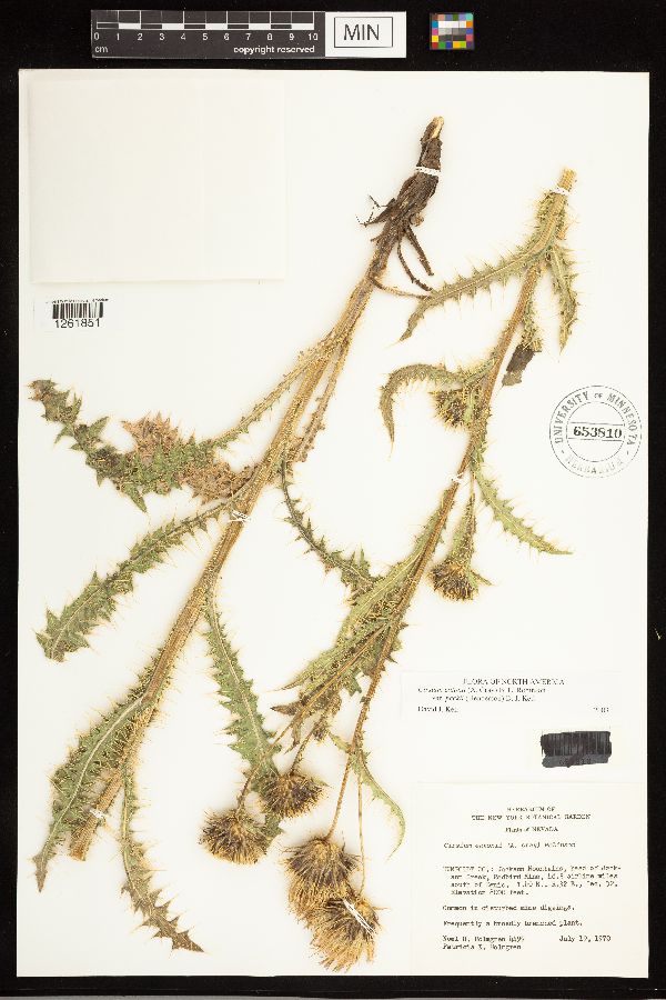 Cirsium eatonii var. peckii image