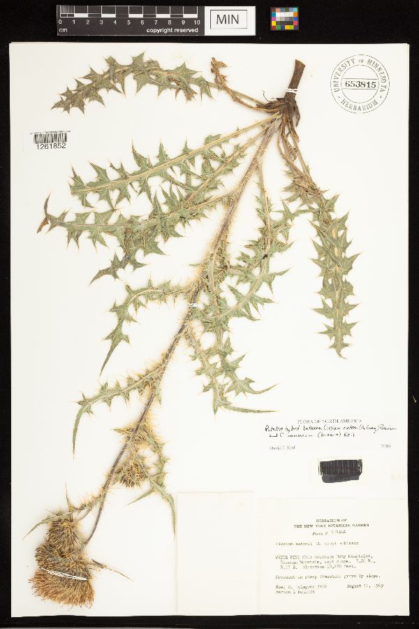 Cirsium eatonii x inamoenum image